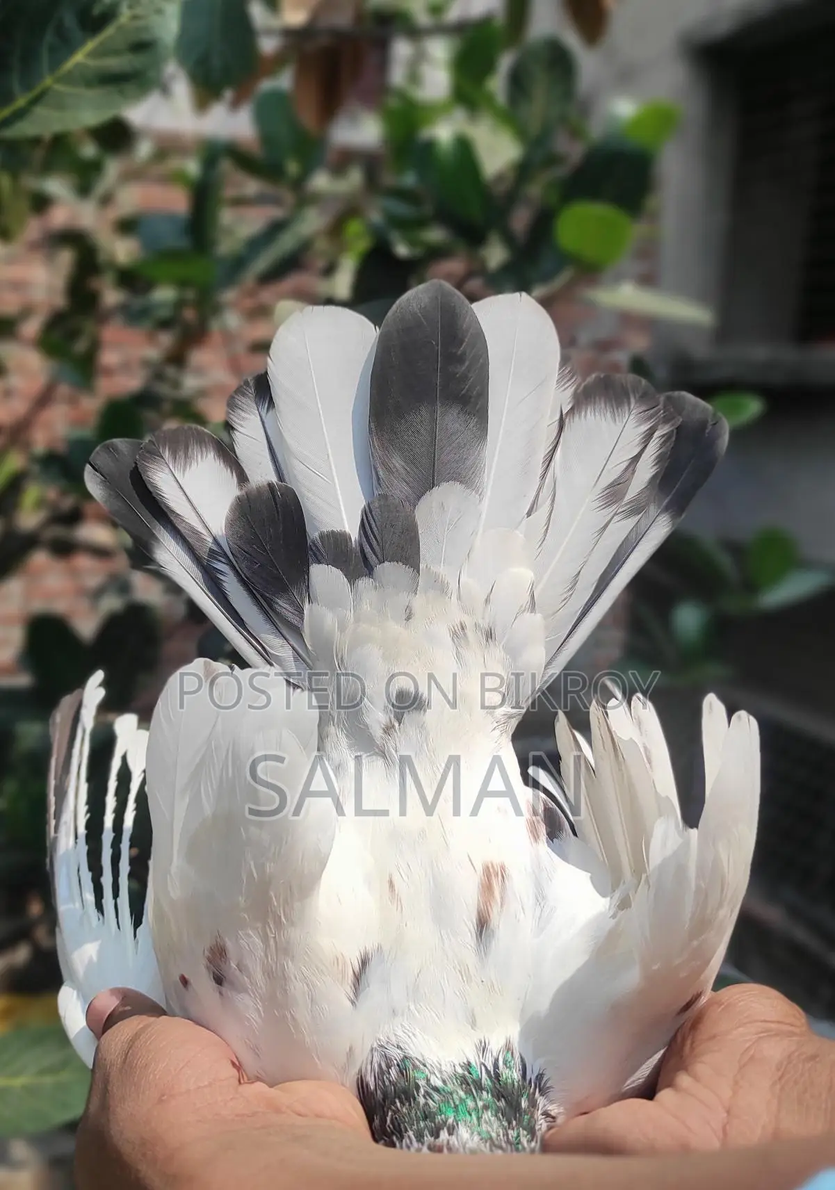 Bird Sale