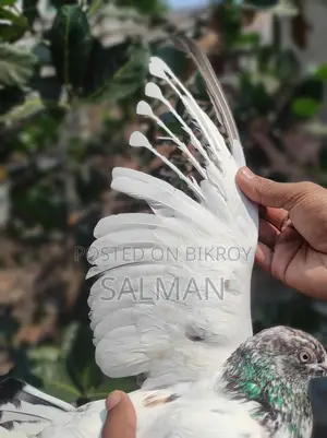 Bird Sale