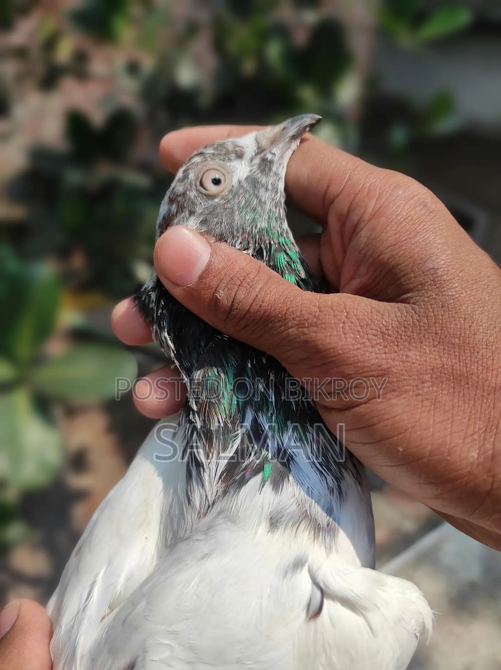 Bird Sale