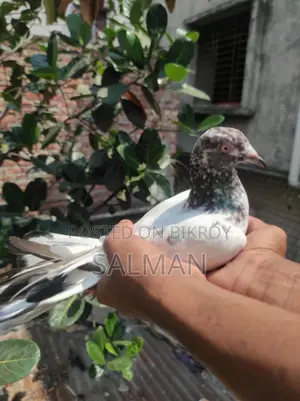 Bird Sale