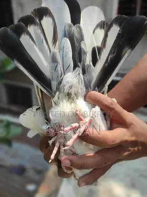 Bird Sale