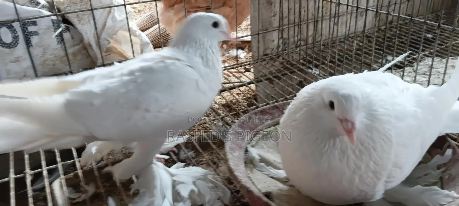 কবুতর বিক্রি