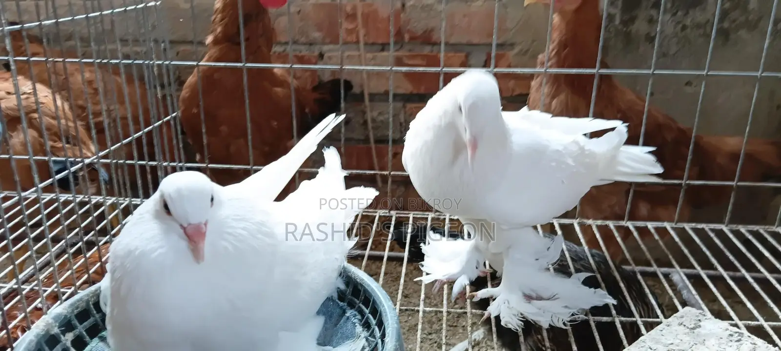 কবুতর বিক্রি