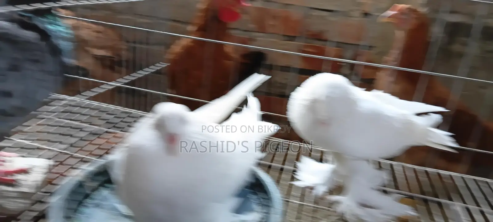 কবুতর বিক্রি