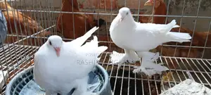 কবুতর বিক্রি