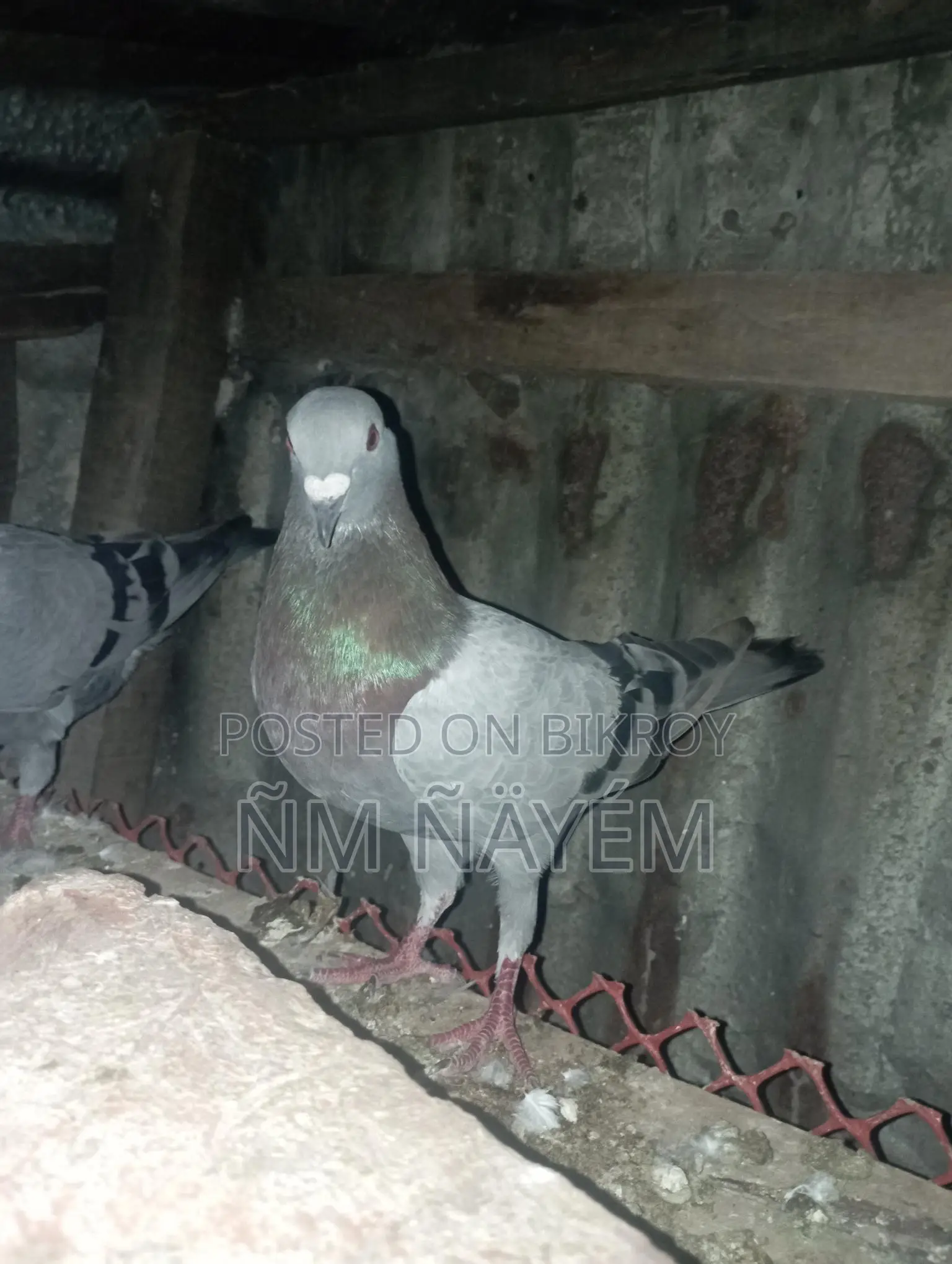 রেসার নর কবুতর