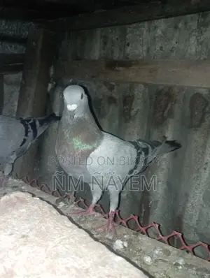 রেসার নর কবুতর