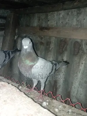 রেসার নর কবুতর