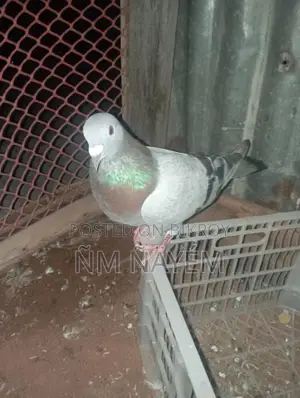 রেসার নর কবুতর