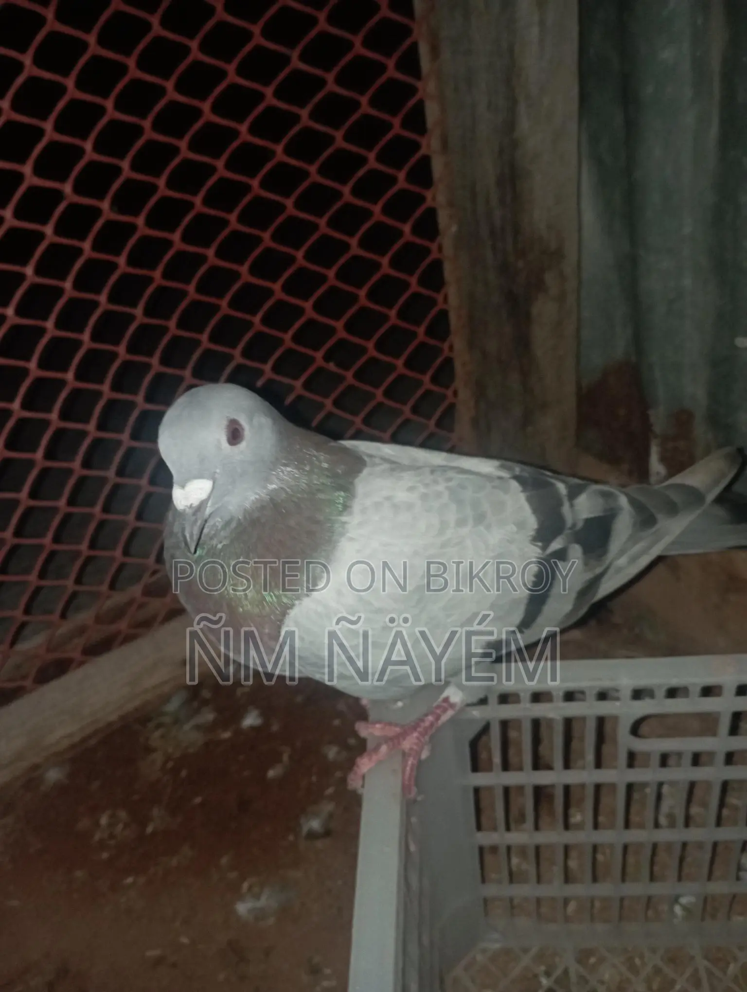 রেসার নর কবুতর