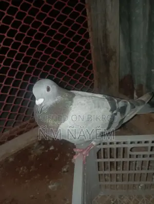 রেসার নর কবুতর