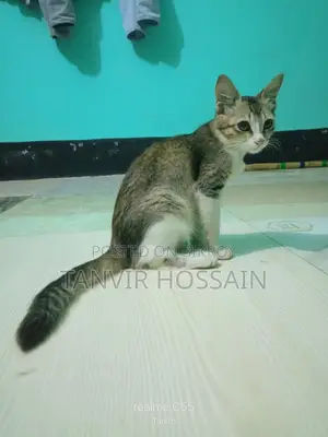 মিক্সড বিড়াল বিক্রি করতে চাই