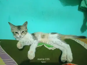 মিক্সড বিড়াল বিক্রি করতে চাই