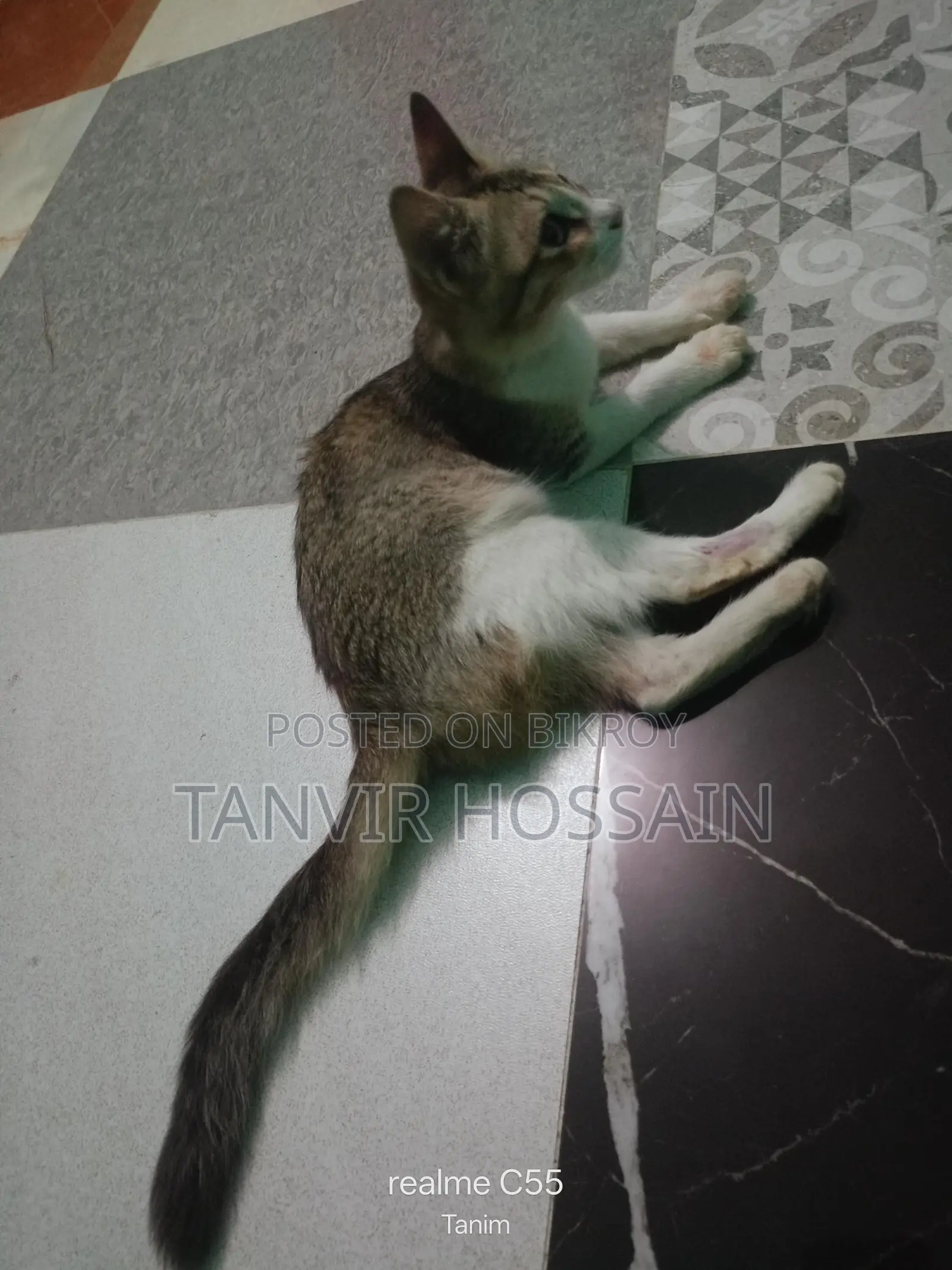 মিক্সড বিড়াল বিক্রি করতে চাই