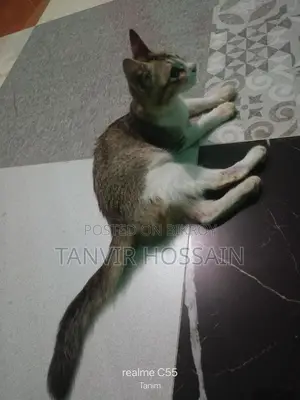 মিক্সড বিড়াল বিক্রি করতে চাই
