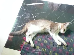 মিক্সড বিড়াল বিক্রি করতে চাই