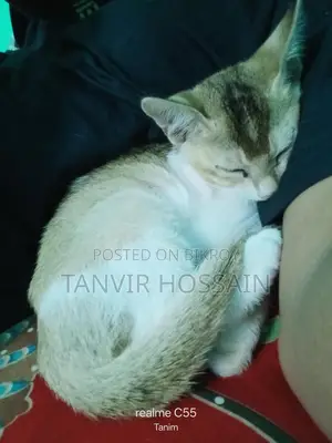 মিক্সড বিড়াল বিক্রি করতে চাই