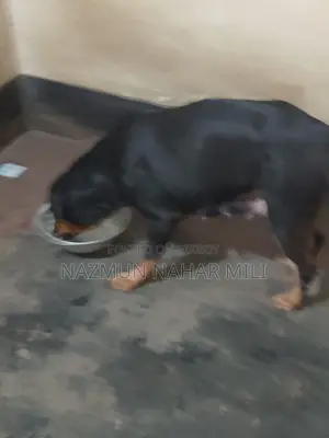 Rottweiler Dog