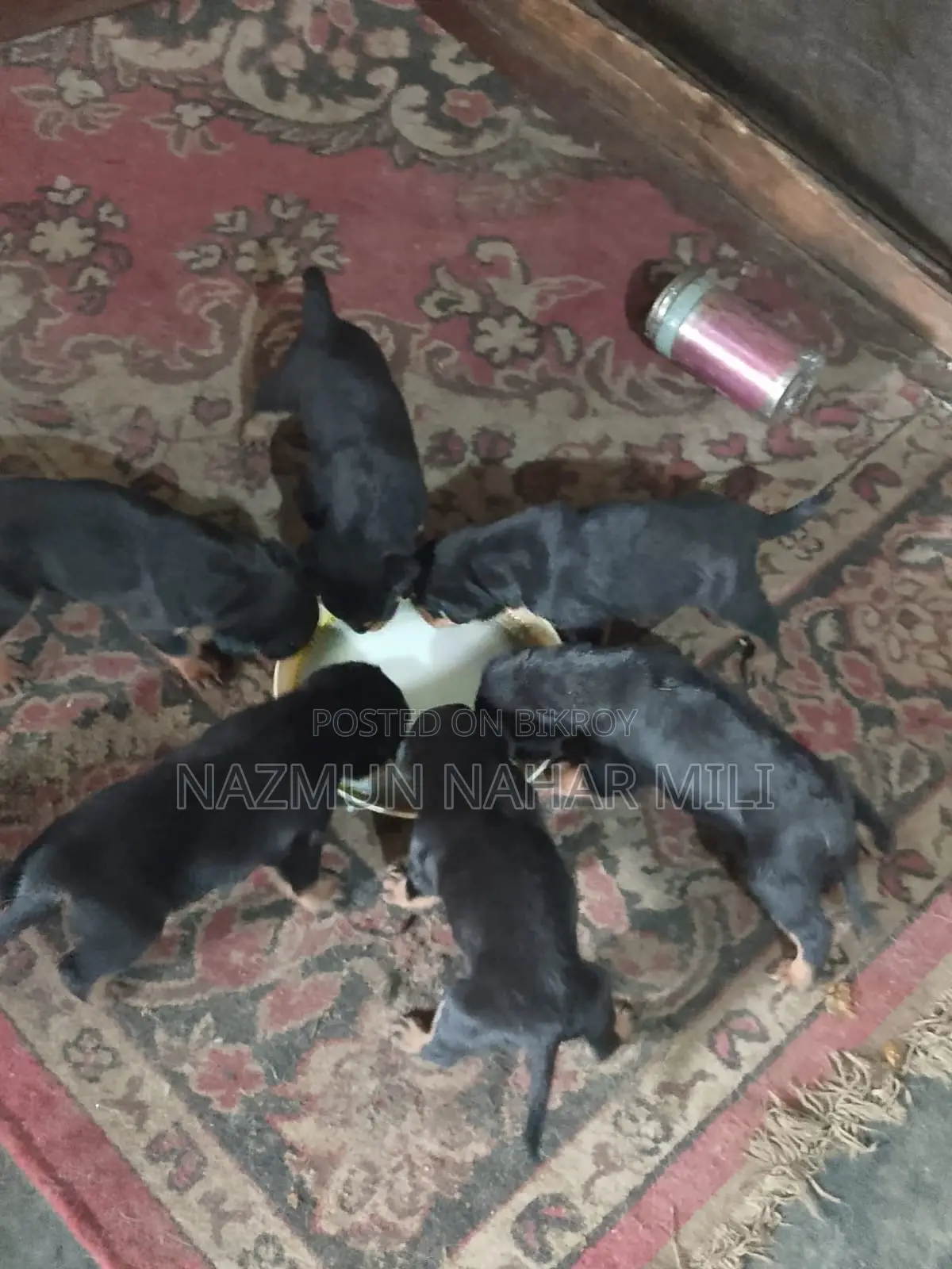 Rottweiler Dog