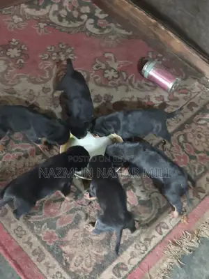 Rottweiler Dog