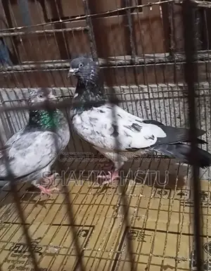 High Flying Giribaz Pigeon