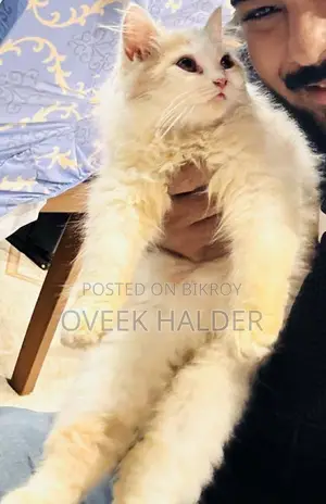 Persian Cat
