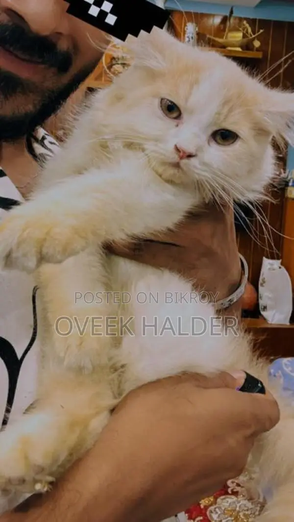 Persian Cat