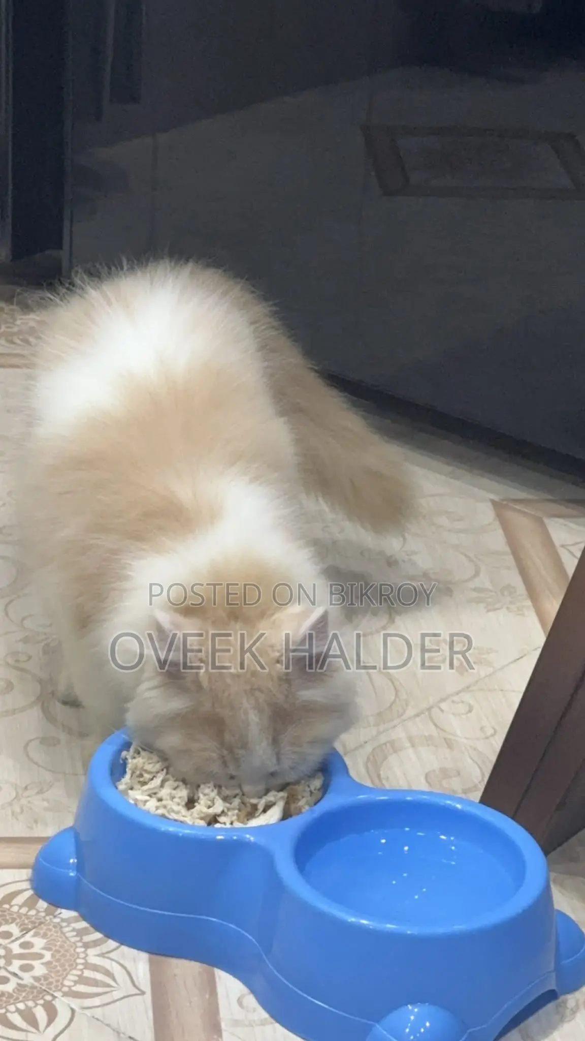 Persian Cat