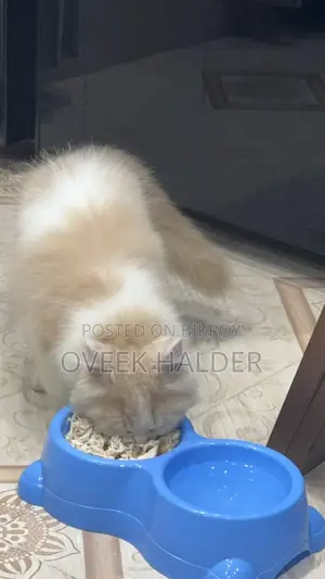 Persian Cat