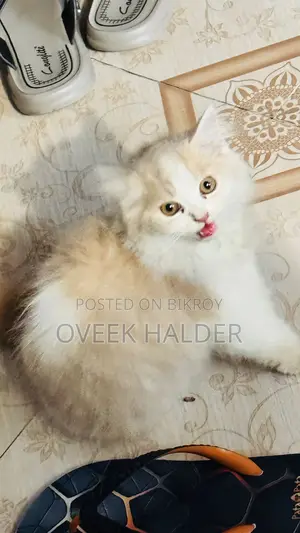 Persian Cat