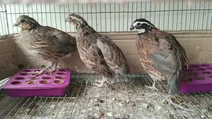 BB White Quail