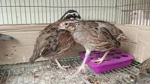 ব্ব হোয়াইট কোয়েল