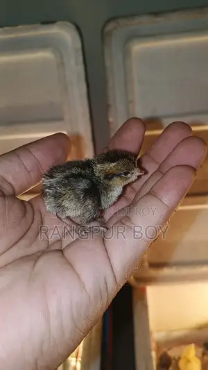 ব্ব হোয়াইট কোয়েল