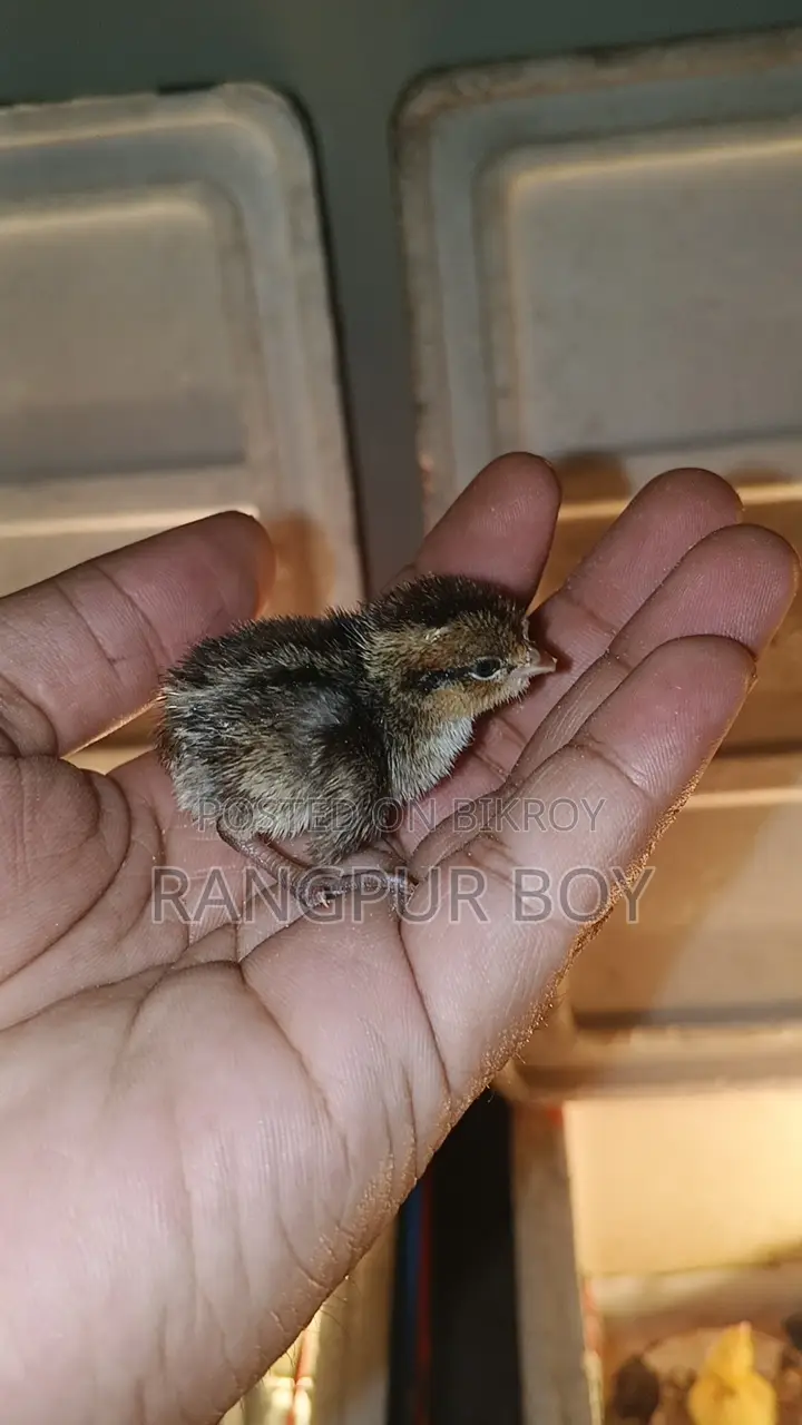 ব্ব হোয়াইট কোয়েল