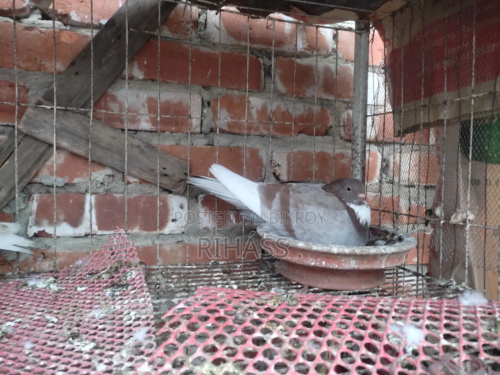 এক জোড়া রানিং গিরাবাজ কবুতর বিক্রি করা হবে একটি বাচ্চা সহ।