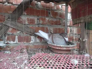 এক জোড়া রানিং গিরাবাজ কবুতর বিক্রি করা হবে একটি বাচ্চা সহ।