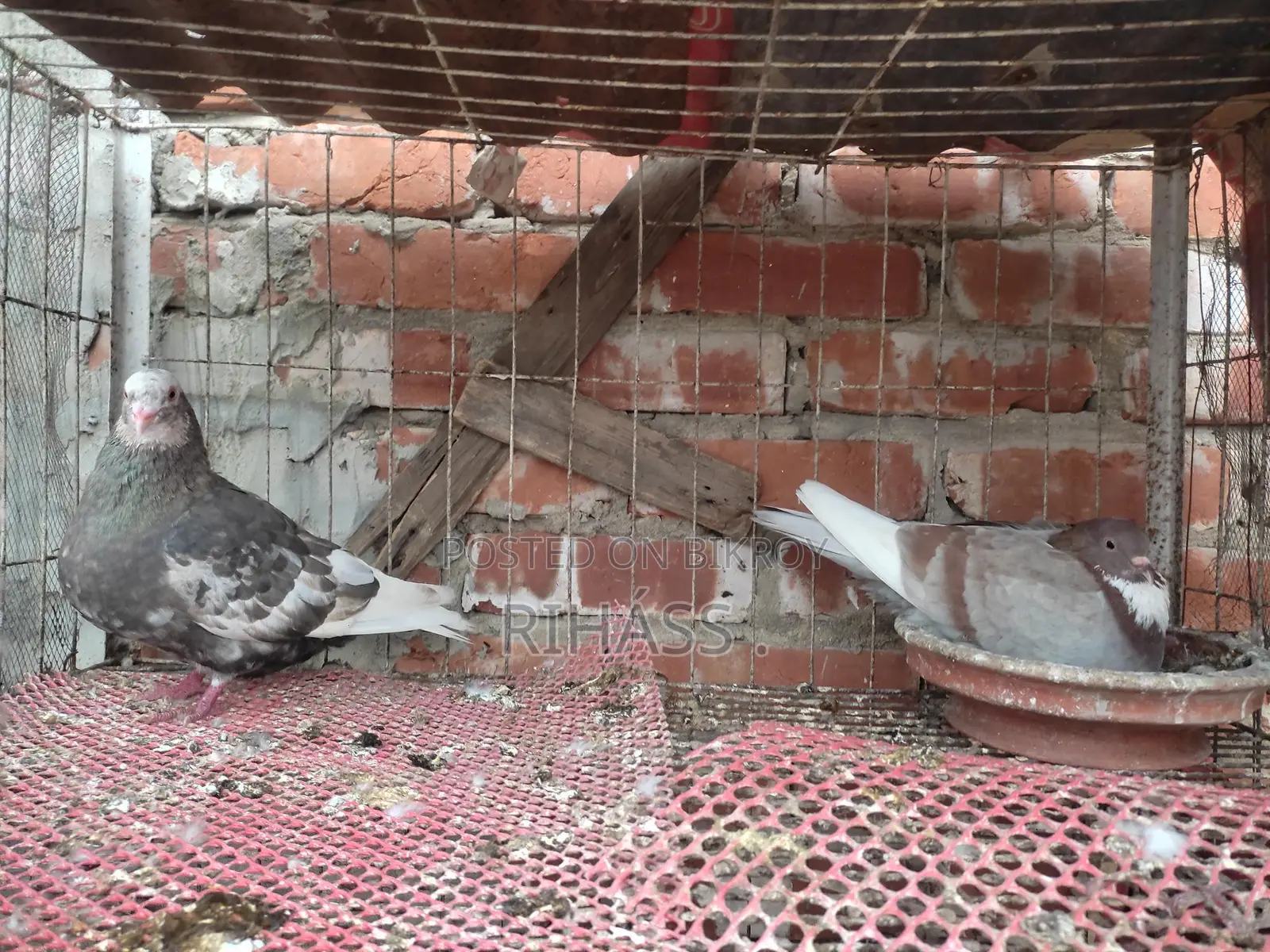 এক জোড়া রানিং গিরাবাজ কবুতর বিক্রি করা হবে একটি বাচ্চা সহ।