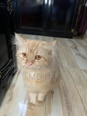 Fully Adult Ginger Male Cat