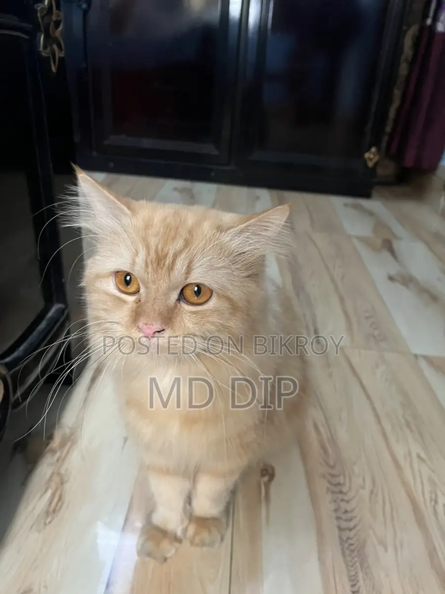 Fully Adult Ginger Male Cat