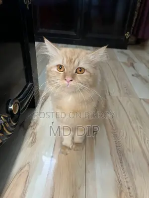 Fully Adult Ginger Male Cat