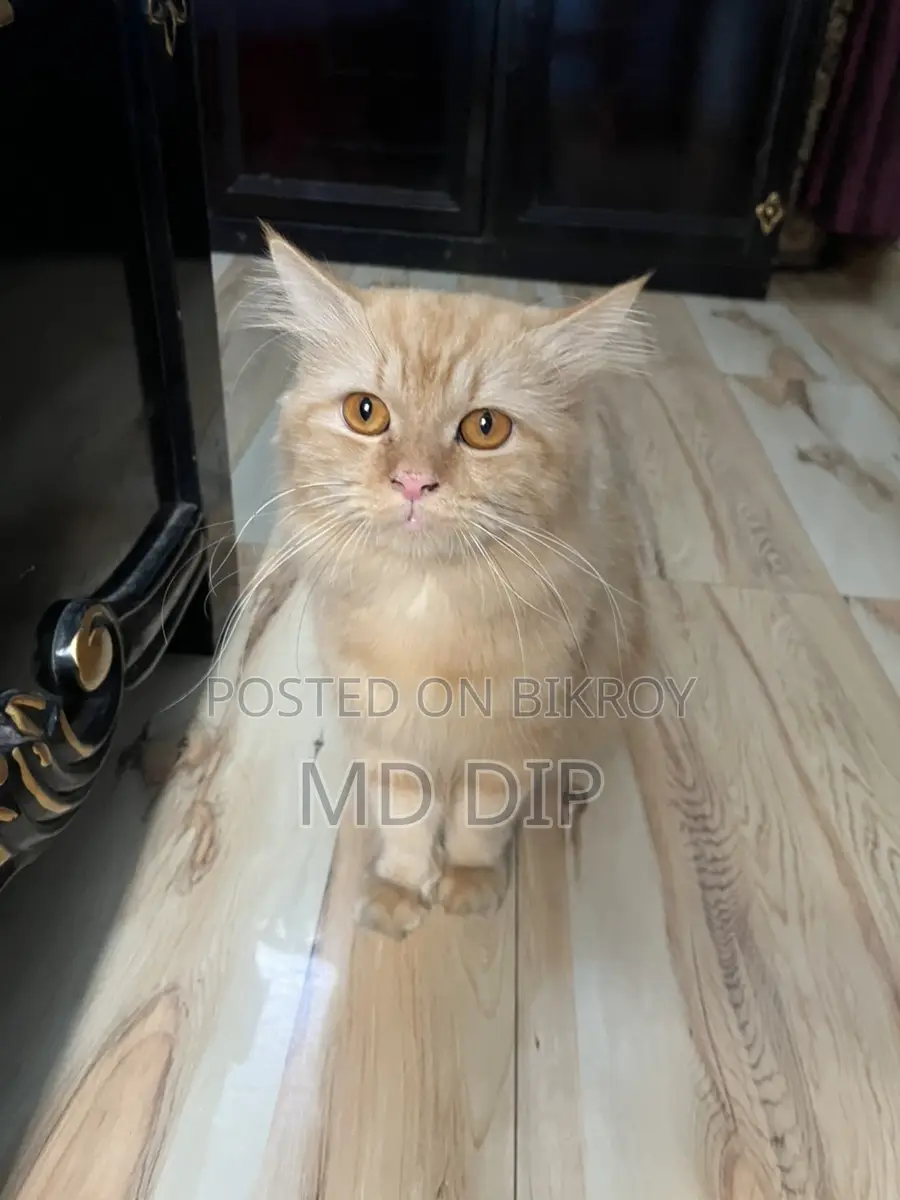 Fully Adult Ginger Male Cat
