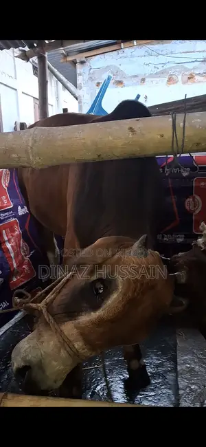 Sahial Sar Goru