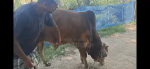 Sahial Sar Goru