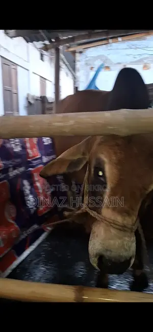 Sahiwal Bull