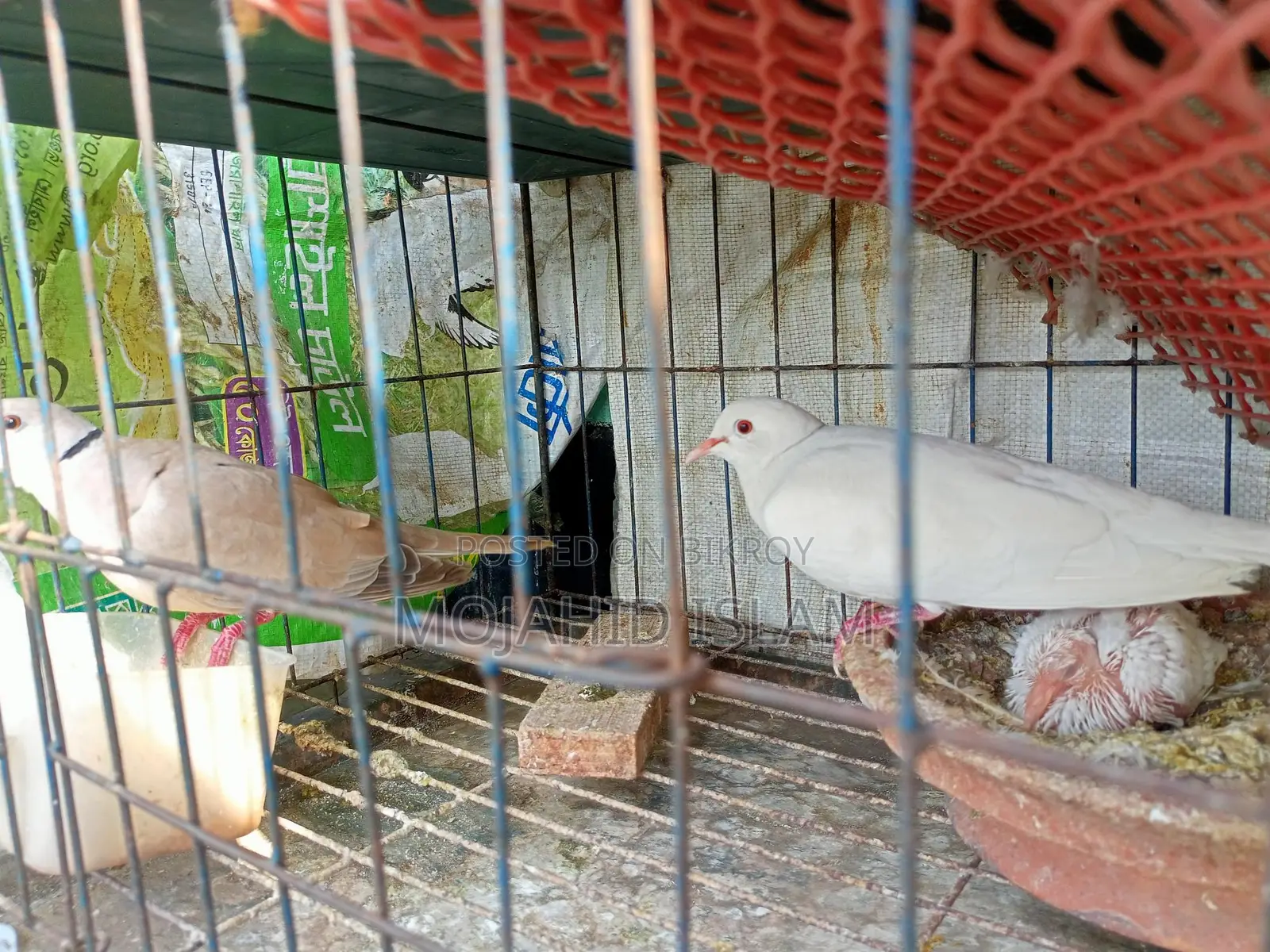 অস্ট্রেলিয়ান ঘুঘু