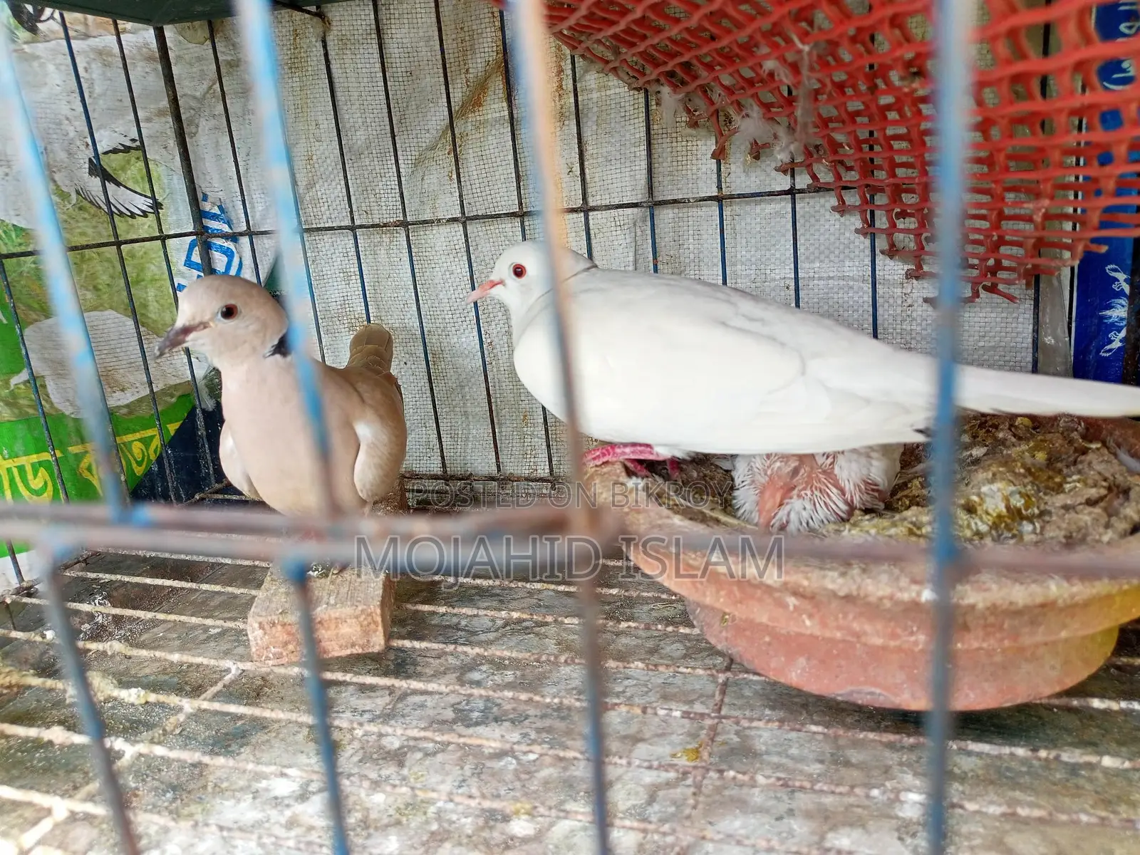 অস্ট্রেলিয়ান ঘুঘু