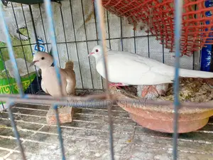 অস্ট্রেলিয়ান ঘুঘু