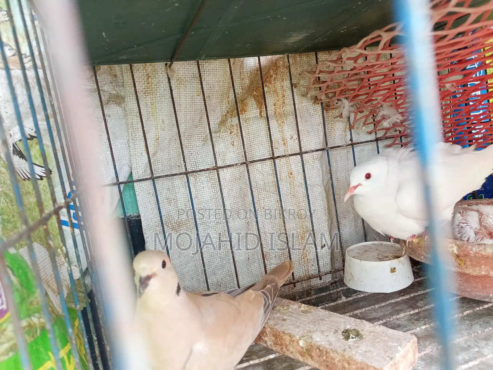 অস্ট্রেলিয়ান ঘুঘু