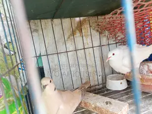 অস্ট্রেলিয়ান ঘুঘু