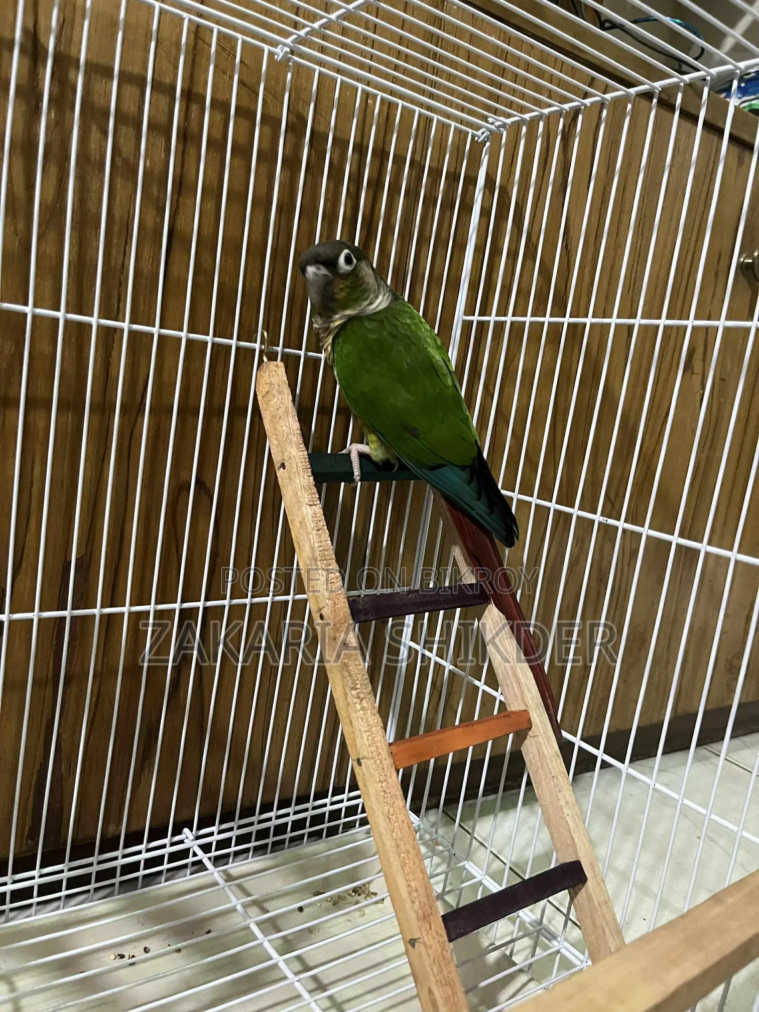 Conure Bird for Sale (Female)